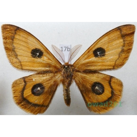 Aglia tau (Linnaeus, 1758) male Czech17b